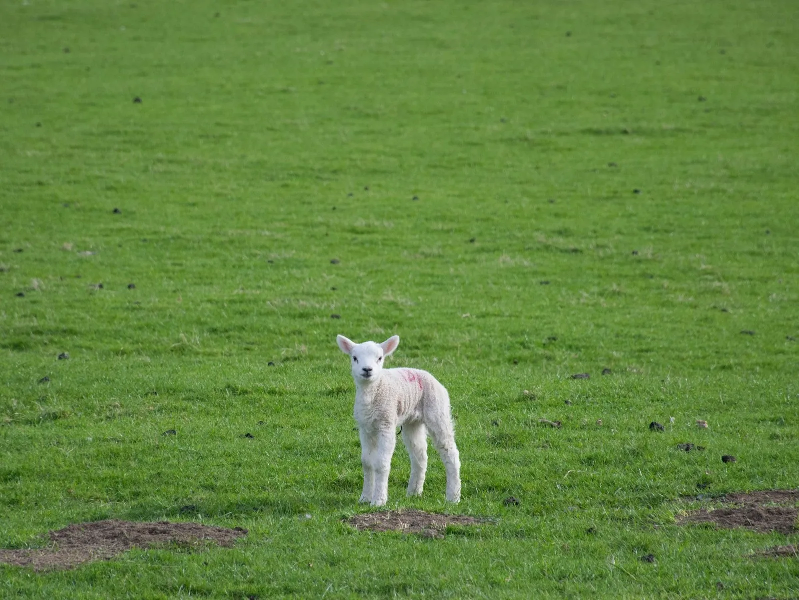 lambs in the fold