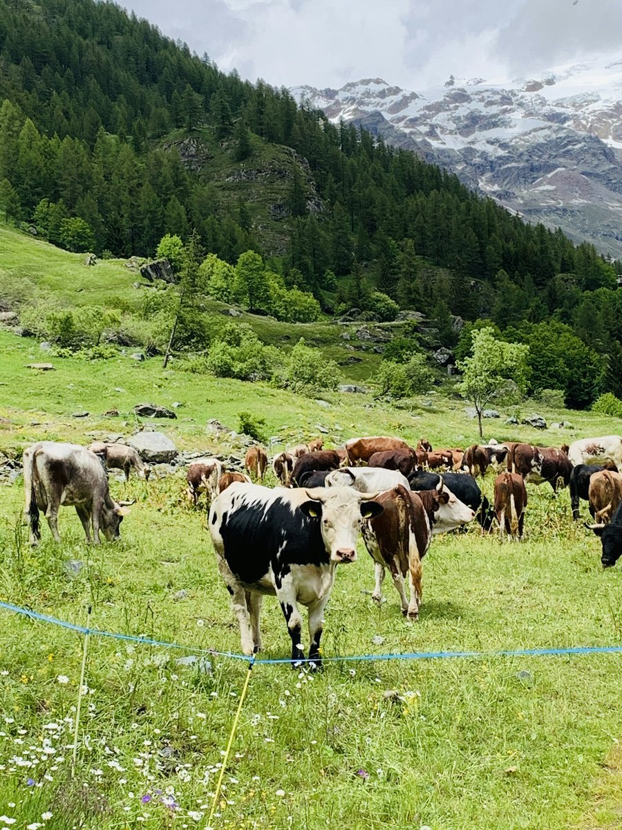 kırsalda sığır sürüsü
